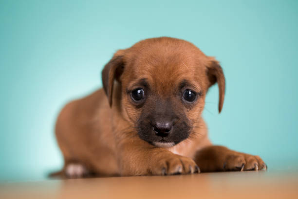 Little puppy dogs, animals concept
