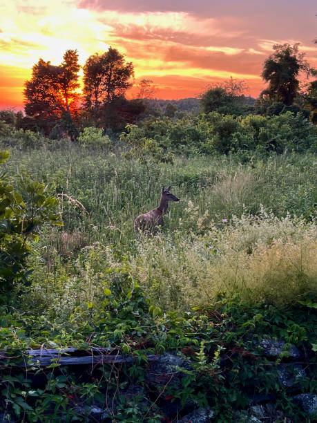 istock sun set met doe in meadow 2166371891