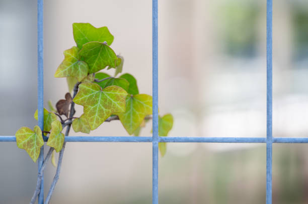 Close-up of vibrant green ivy leaves growing along a thin metal rod. The leaves are detailed, showing their veins and subtle color variations, while the background is softly blurred.