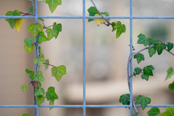Windows in Chinese Gardens