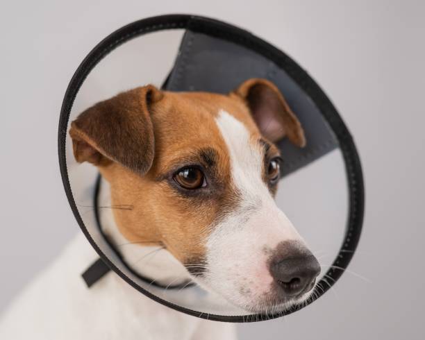 istock Jack Russell Terrier dog in plastic cone after surgery. 2166372225