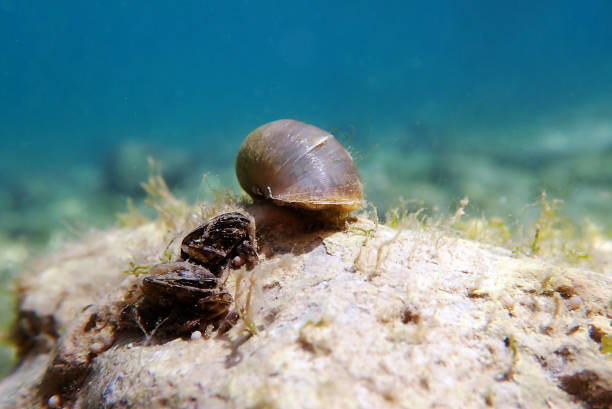 istock Freshwater snail in Ohrid Lake, underwater image - Radix auricularia 2166374425