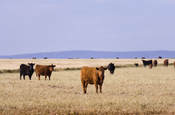 istock Some black and brown Angus cows in a field with yellowish grass 2166374531