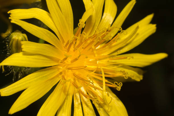 Macro photo of Crepis paludosa flower