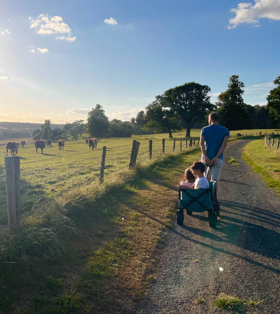 Father pulling children in wagon while enjoying summer sunset and meadow cows in England, Hertfordshire.