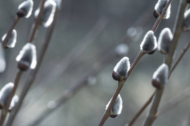 istock Flowering catkin on willow or brittle willow in the spring forest 2166380644