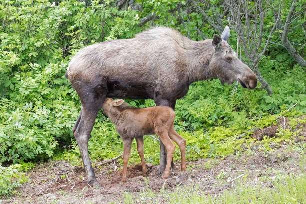 istock moose feeding baby in the woods 2166380976
