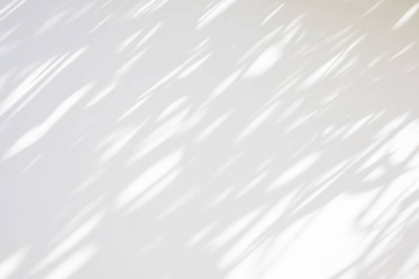 istock Abstract natural tree leaves shadow on white wall background 2166381558