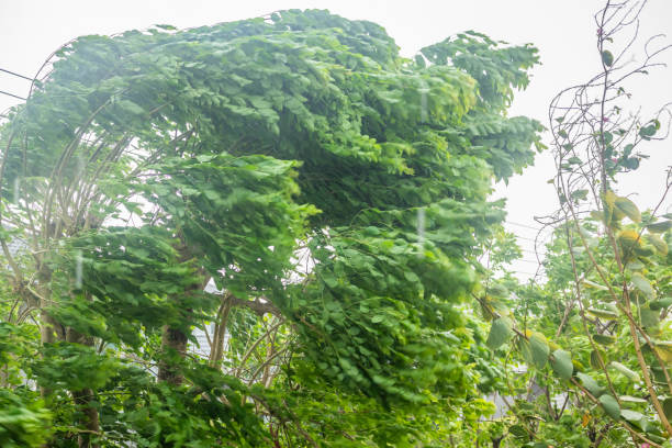 istock storm with heavy rain and strong winds 2166381616