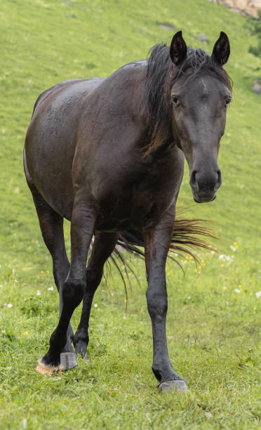 istock Brown horse in close-up. Front view 2166381888