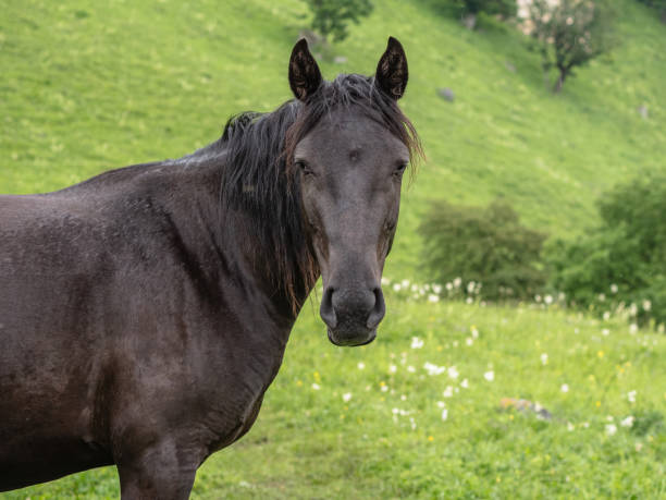 istock Brown horse sideways. Head turned toward the camera 2166381892