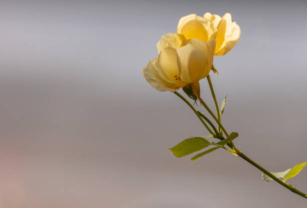 Yellow roses gracefully hover above still water, creating a beautiful reflection. Soft gradients of blue serve as a serene backdrop, making this image ideal for designs with natural themes or text overlays.