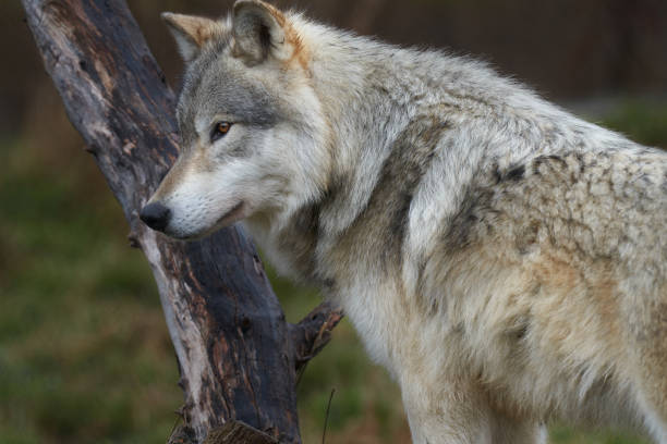 istock Female Gray Wolf (Canis lupus) Grey wolf in the forest 2166386377