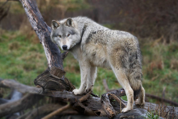 istock Female Gray Wolf (Canis lupus) Grey wolf in the forest 2166386384