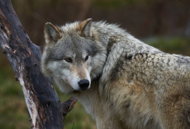 istock Female Gray Wolf (Canis lupus) Grey wolf in the woods 2166386387