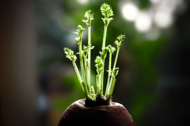 A carrot growing shoots with a blur background
