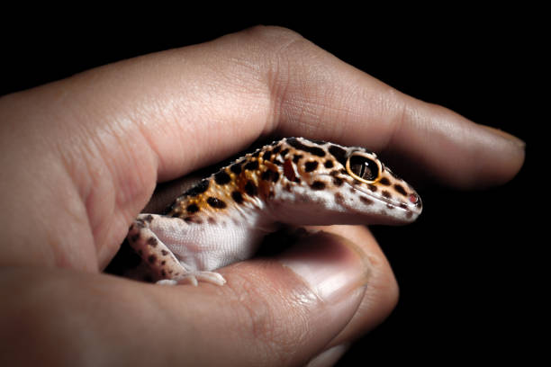 Gecko's Sticky Feet - Blue Background.