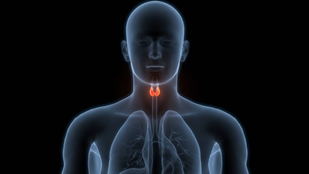 istock Human Body Glands Thyroid Gland Anatomy 2166388139