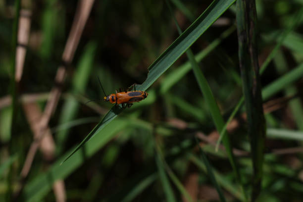 Soldier Beetle on a narrow leaf