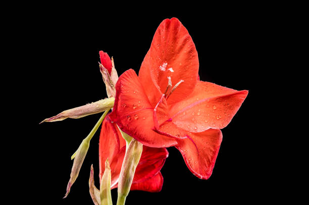 Beautiful Blooming red gladiolus Oscar on a black background. Flower head close-up.