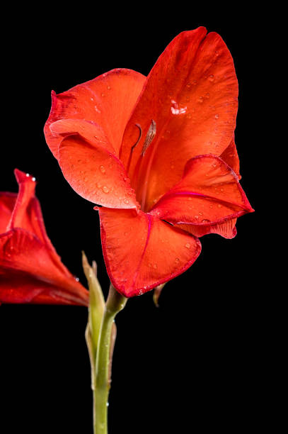 Beautiful Blooming red gladiolus Oscar on a black background. Flower head close-up.