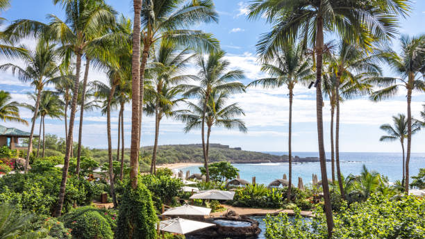 istock Hawaii South Pacific Tree and Ocean View 2166394884