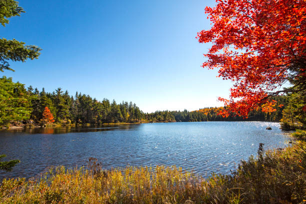 istock Brilliant foliage of a red maple tree on Lake Solitude. 2166395271
