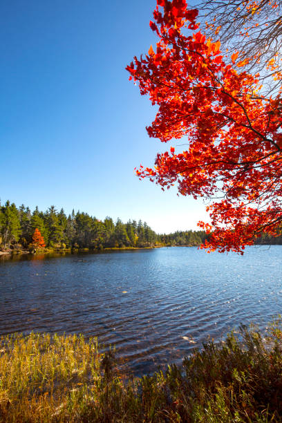 istock Brilliant foliage of a red maple tree on Lake Solitude. 2166395333