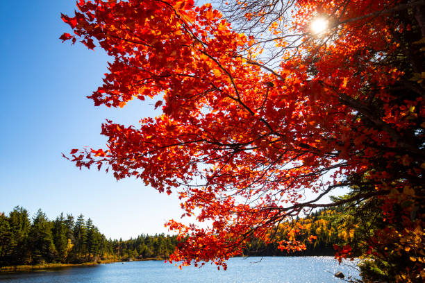 istock Vibrant fall foliage with a sun flare on Lake Solitude. 2166395634