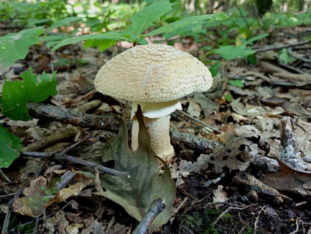 istock White fly agaric in a deciduous oak forest. A large white fly agaric in a fallen leaf among young oak saplings. 2166396061