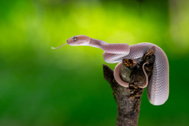 istock Beautiful pink mangrove pit viper snake 2166397560