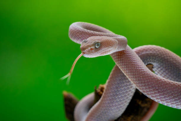 Close-up of a snake flicking its tongue with a blurred green background, showcasing its detailed scales and sharp eyes.