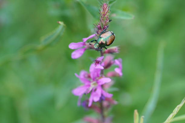 istock Japanese Beetle on a Pink Flower 2166397919