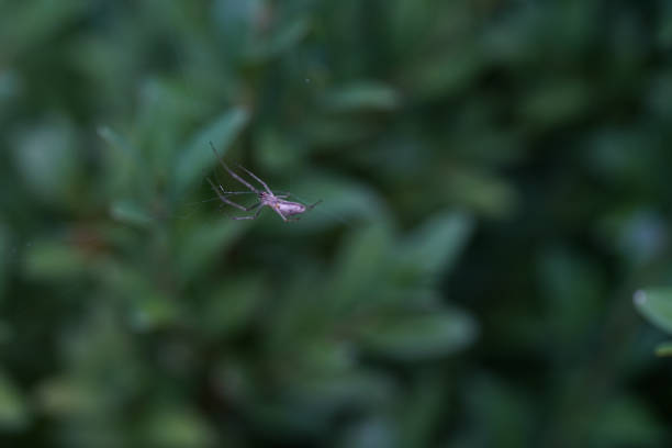 Spider Hunting on a Plant