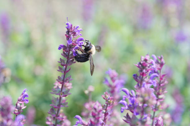 Bumblebee on Purple Flowers