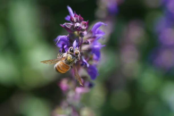 Bee on purple flower