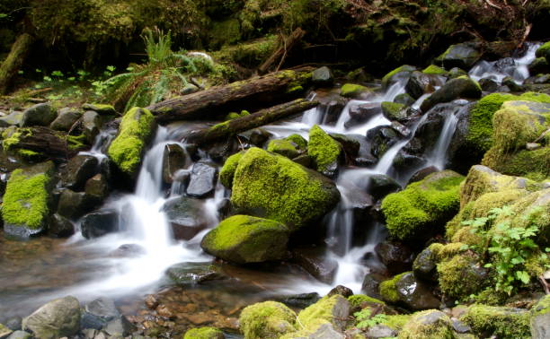A rushing waterfall in Quinault rainforest, Olympic National Park.