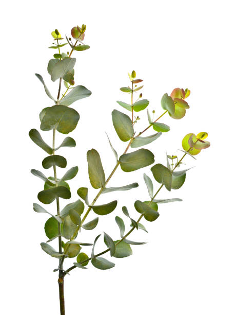 istock Australian native Eucalyptus leaves on a white background 2166400380