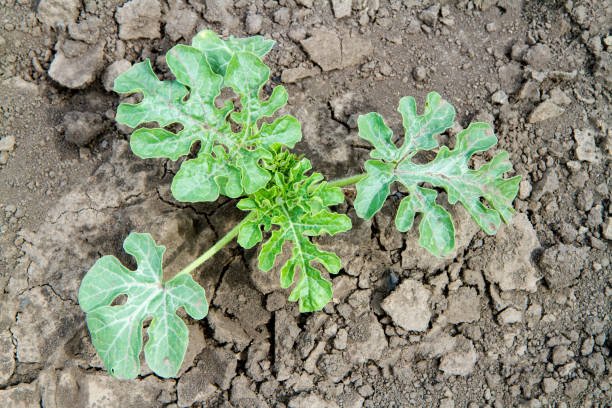 istock Young watermelon shoots grow in cultivated soil. 2166401555