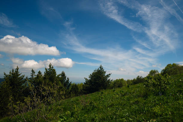 Grassy hill with pine trees and a vibrant sky.