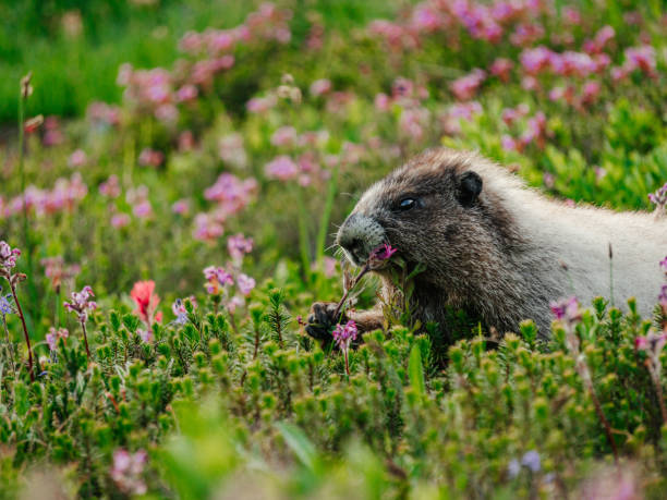 A charming close-up portrait of a marmot is captured, sitting alertly with a dramatic mountain ridge visible in the background at Mount Rainier.