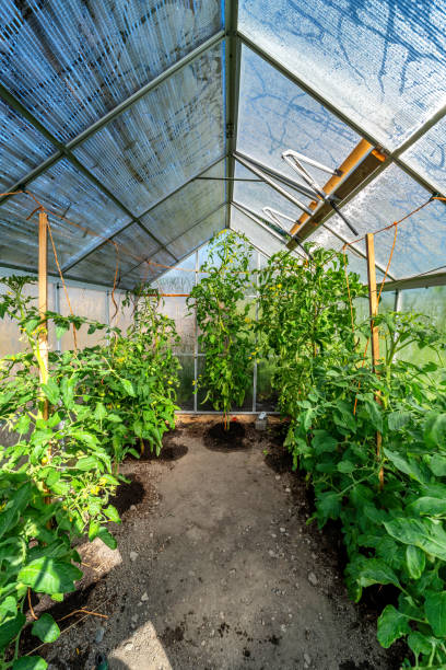 istock Growing tomato plants in a greenhouse 2166402632