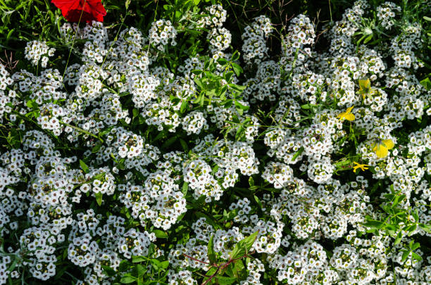 istock White Alyssum flowers in a garden 2166403165