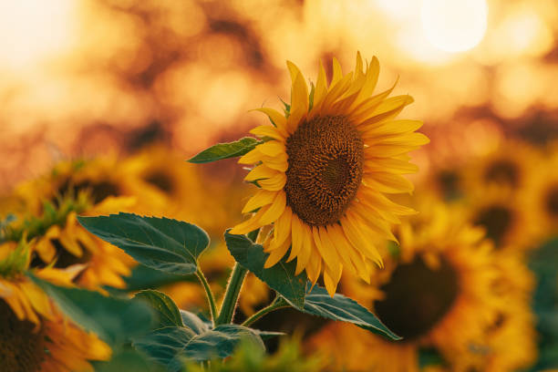 istock Sunflower plant in summer sunset 2166404110
