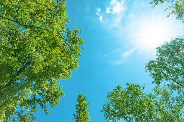 istock Beautiful sunlight through trees with blue sky in sping season 2166405044