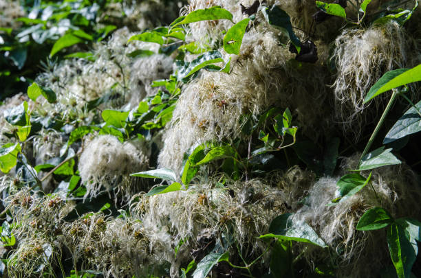 The wildflower Clematis vitalba known as Old Man's Beard or Traveller's Joy growing in a hedgerow in Hampshire on a sunny summer afternoon.