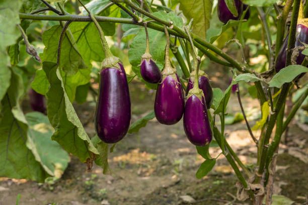 istock Fresh organic eggplant (Brinjal) growing in vegetable field. 2166407631
