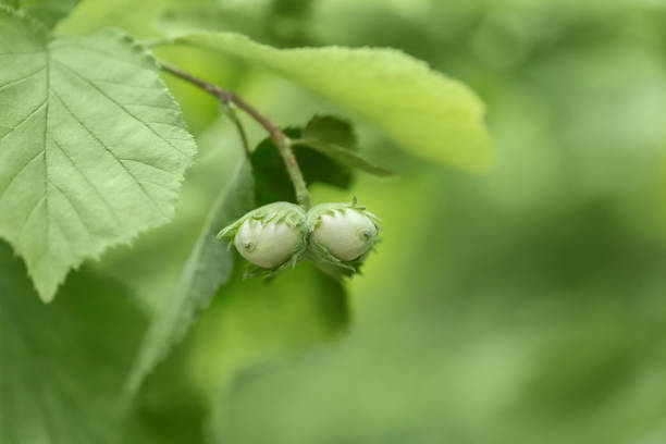 Hazelnut on a branch close up. Green nuts on a hazel tree in the forest. Beautiful natural background.