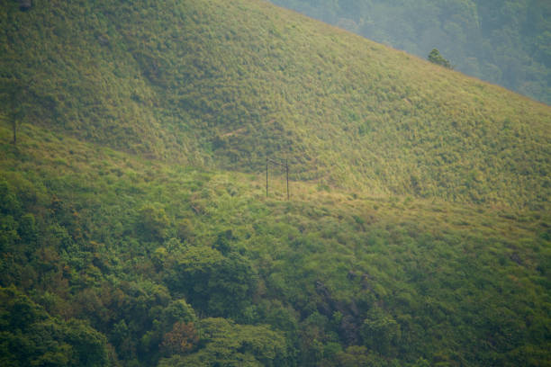view of the foggy green meadows in the morning, from top station of Munnar in Kerala, India