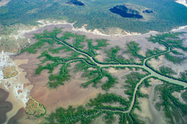 patrón de vegetación similar a un árbol de mandelbrot alrededor de un arroyo, kimberley oriental, australia occidental, vista aérea - mandelbrot fotografías e imágenes de stock